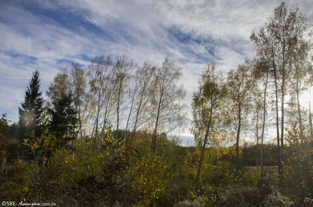 _IGP3563